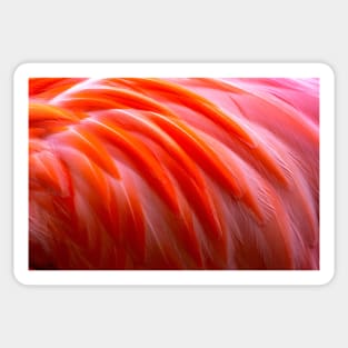 Vibrant flamingo feathers Sticker